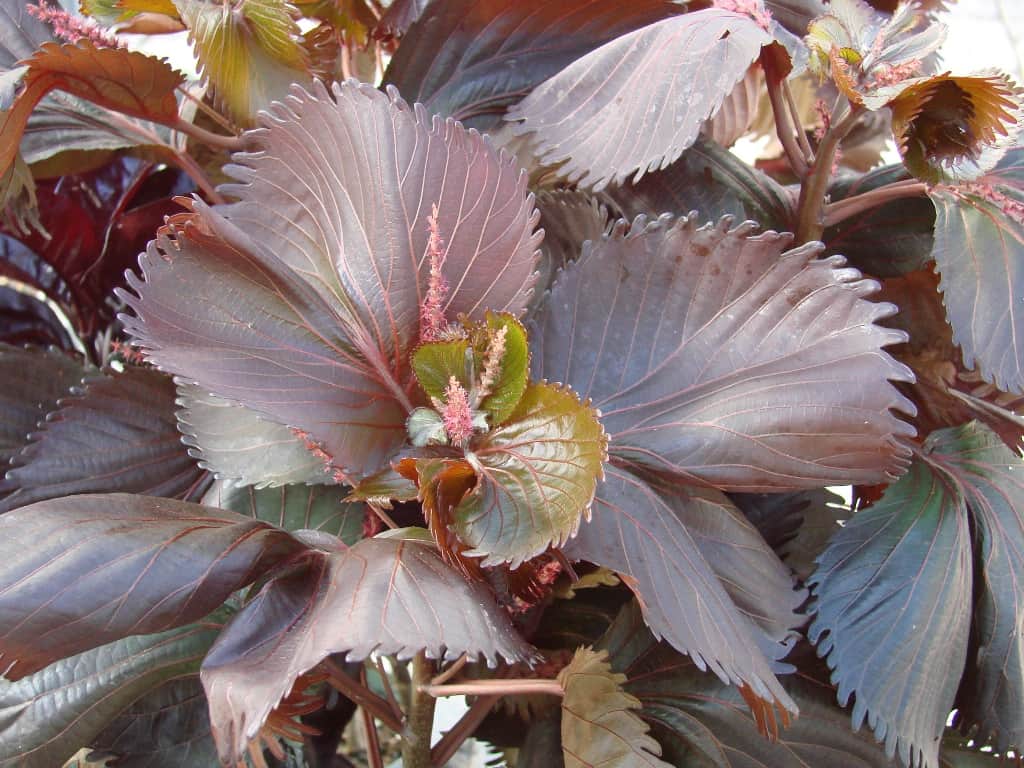 Haleakala Acalypha - Image 3