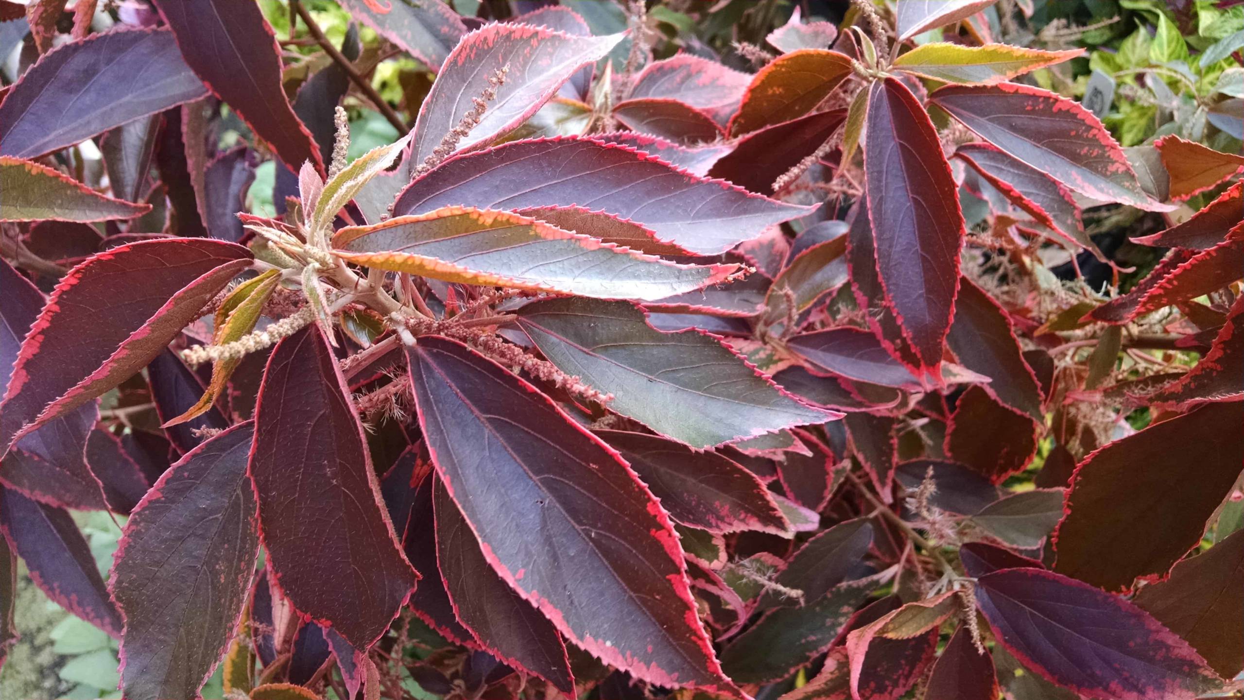 Tiki Jungle Cloak Joseph's Coat - Image 2