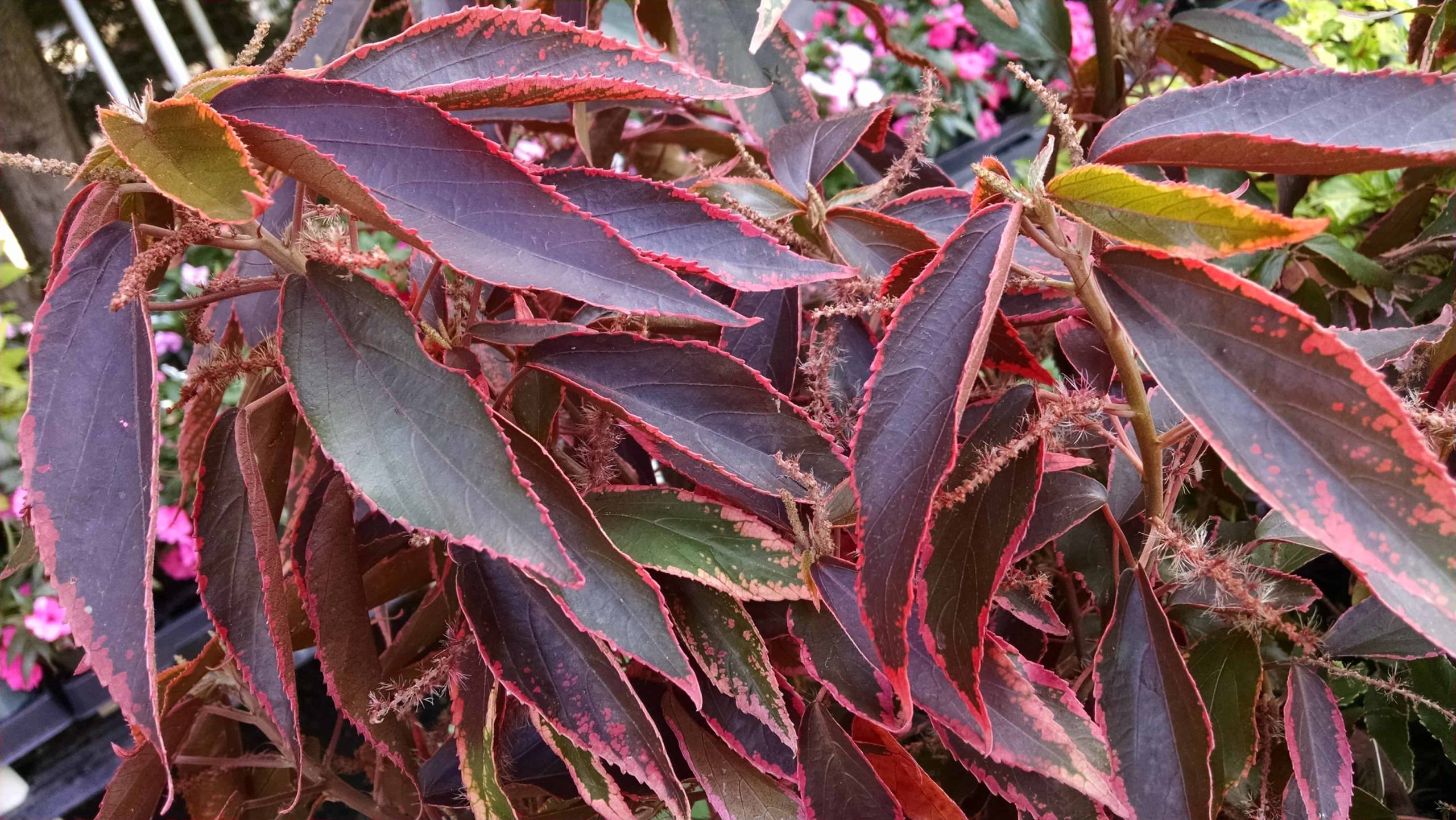 Tiki Jungle Cloak Joseph's Coat - Image 3