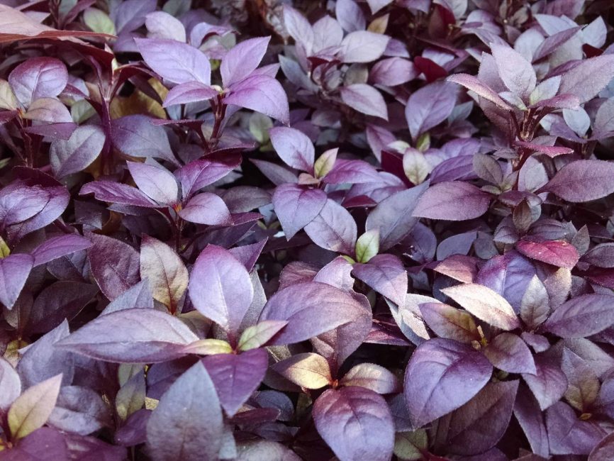 purple prince alternanthera detail image