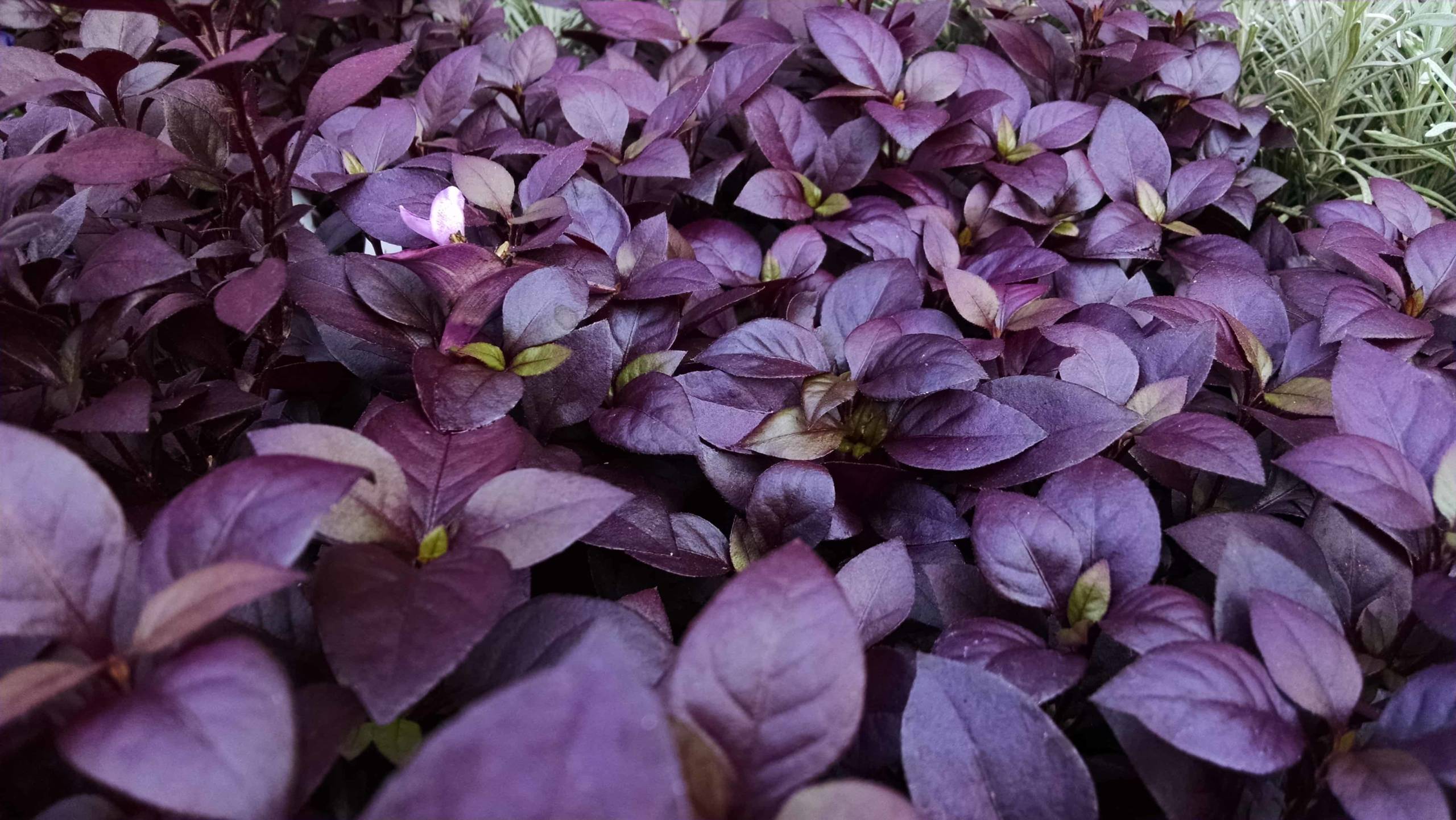 Purple Prince Alternanthera - Image 2