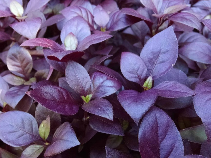 Purple Prince Alternanthera trailing foliage by Studley Flower Gardens