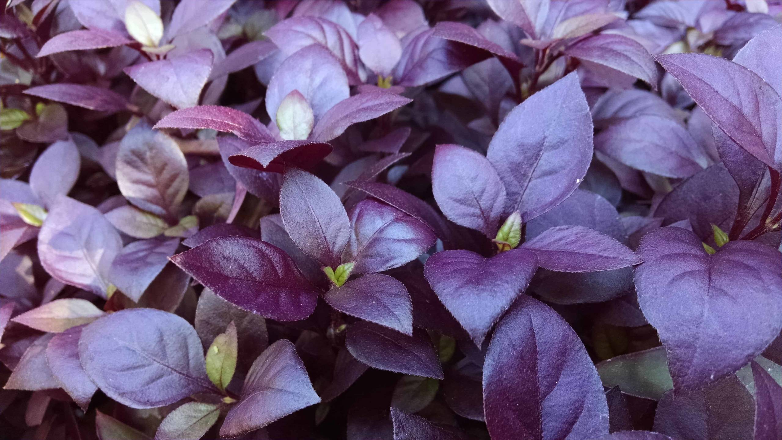 Purple Prince Alternanthera - Image 3