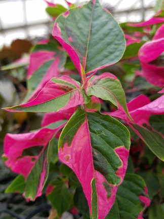 Party Time Alternanthera - Image 2