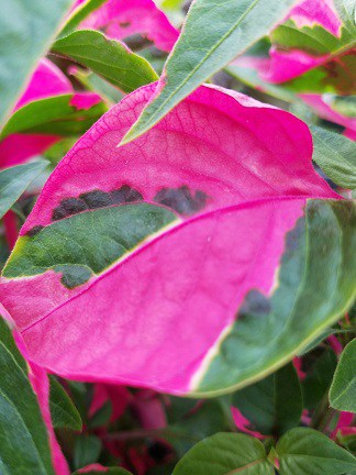 Party Time Alternanthera - Image 3