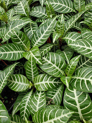 Zebra Plant - Image 4