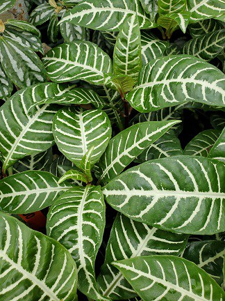 Zebra Plant - Image 3