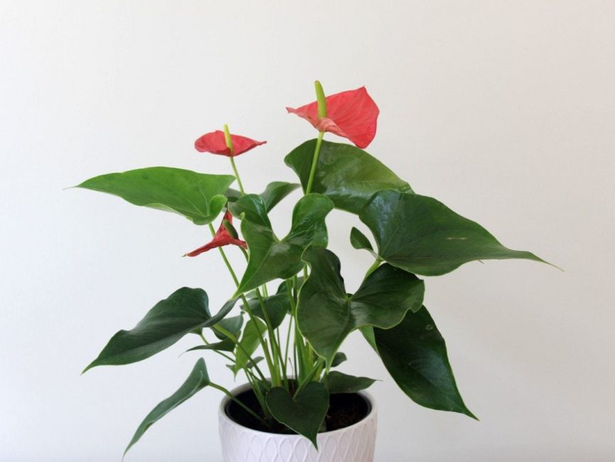 Anthurium plant with glossy foliage and bold blooms by Studley Flower Gardens