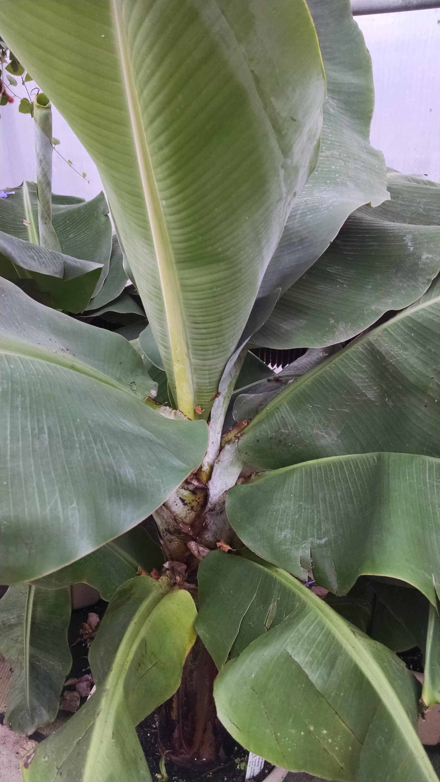 Dwarf banana with large foliage by Studley Flower Gardens detail image