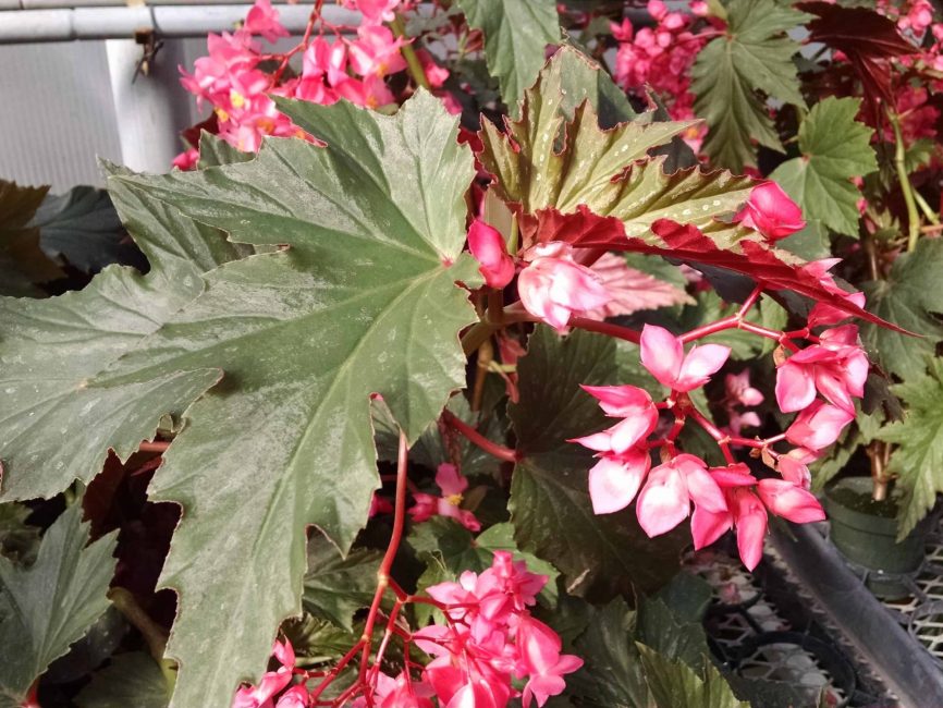 lana begonia detail image
