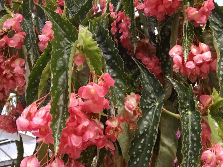 My Special Angel Begonia with silver-spotted angel wing leaves by Studley Flower Gardens
