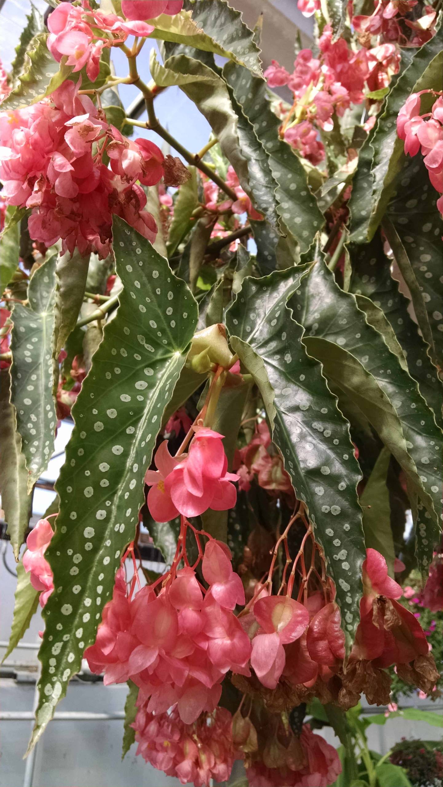 My Special Angel Begonia - Image 3