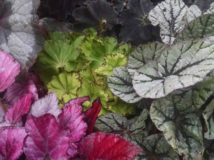rex begonia detail image