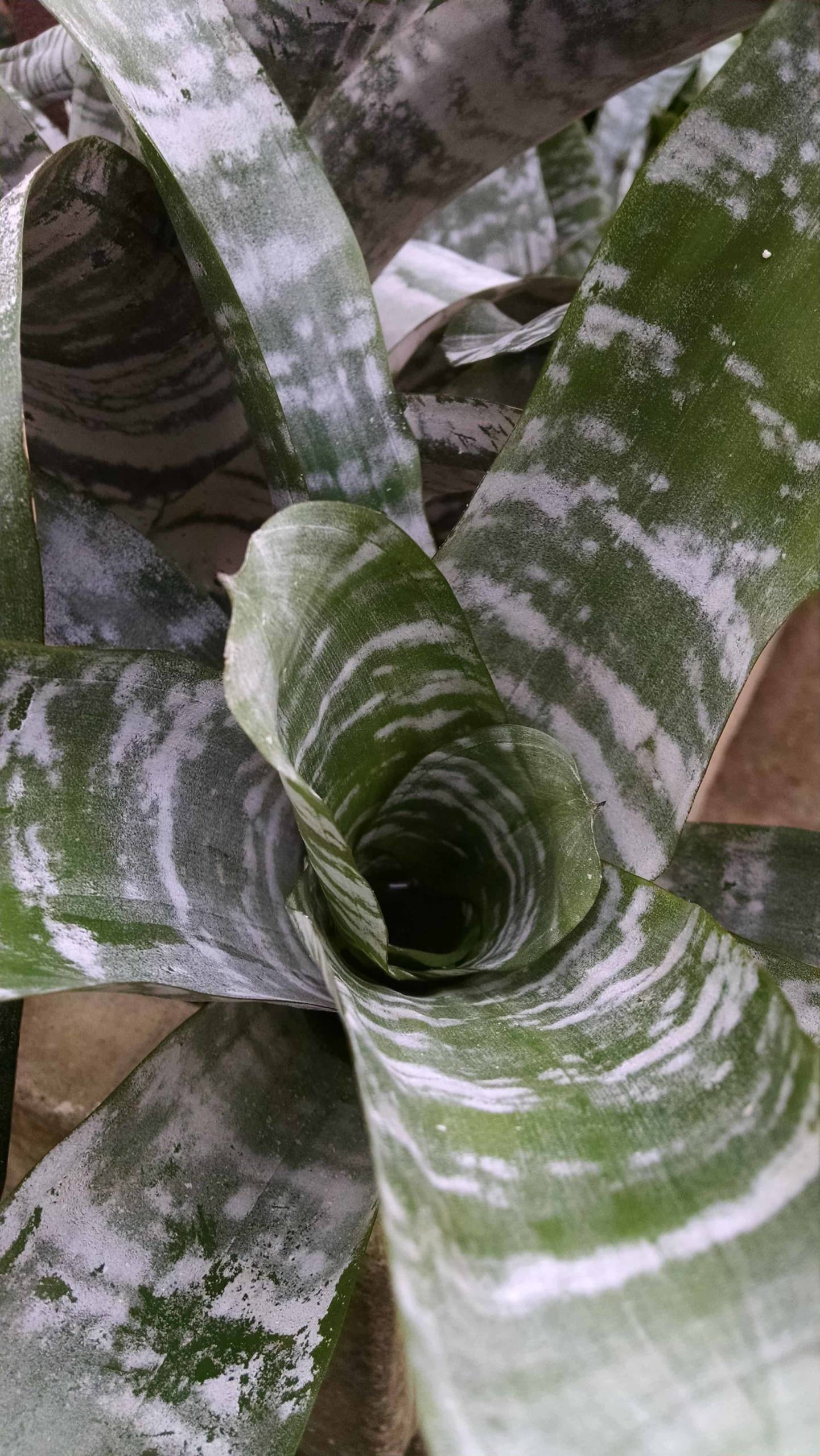Silver Vase Bromeliad - Image 2