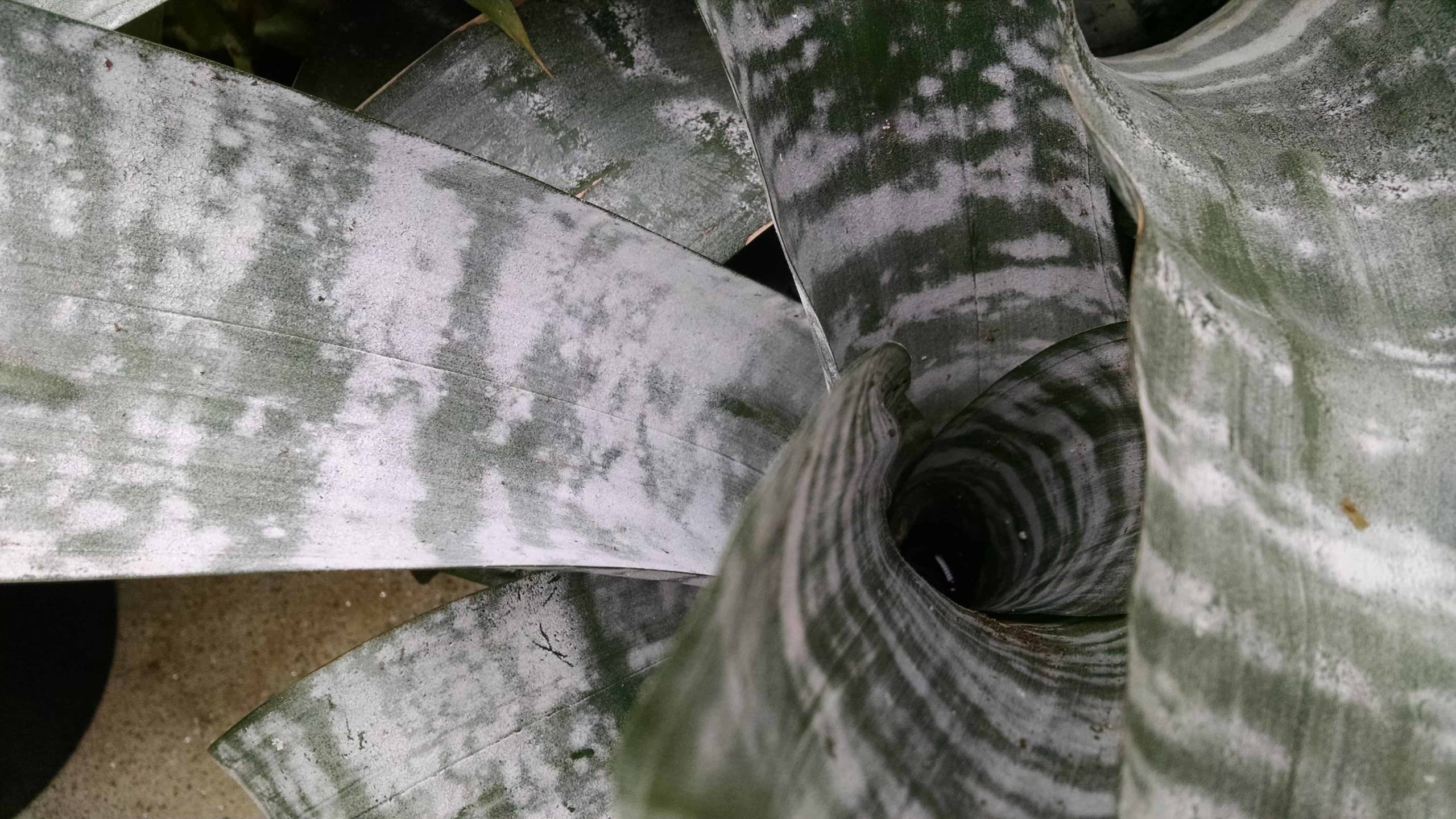 Silver Vase Bromeliad - Image 3