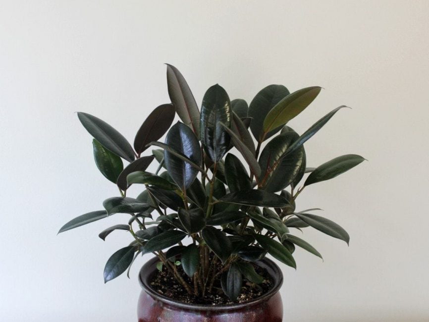 Burgundy rubber plant with deep chocolate green foliage by Studley Flower Gardens