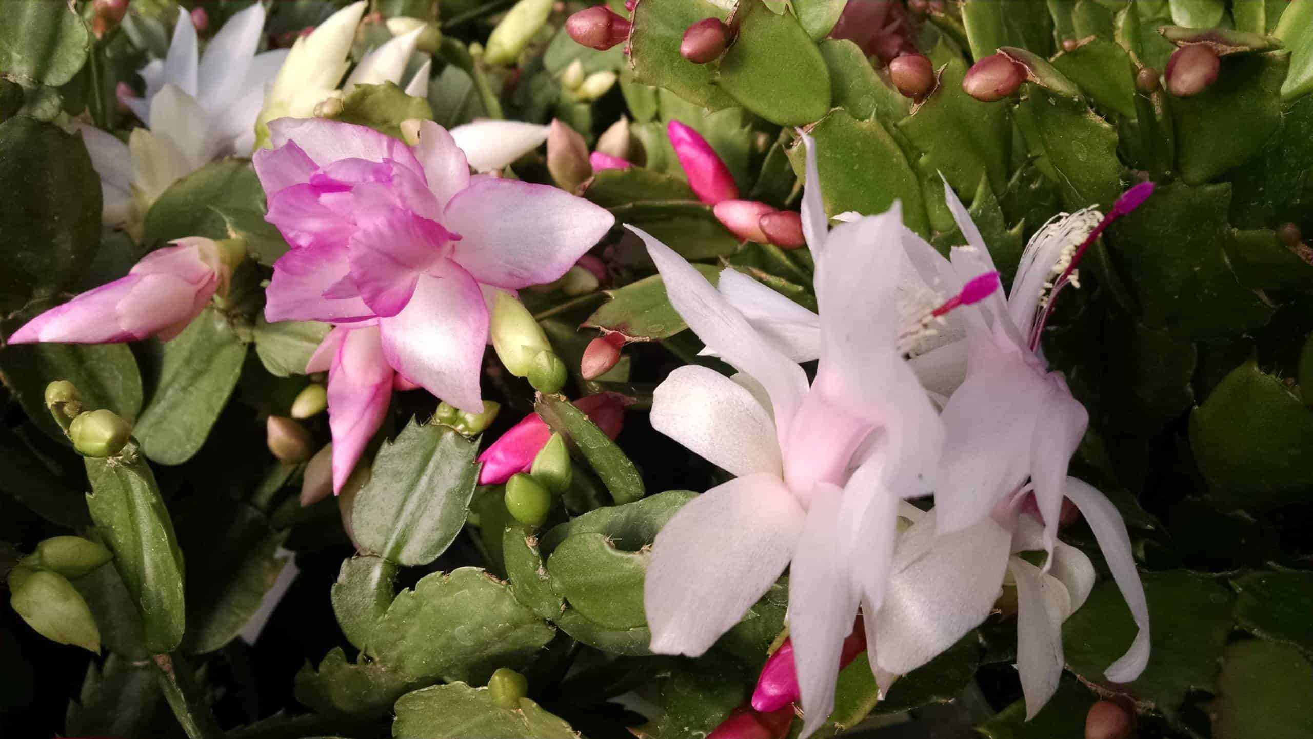 4" Christmas Cactus (Thanksgiving Cactus) - Image 2