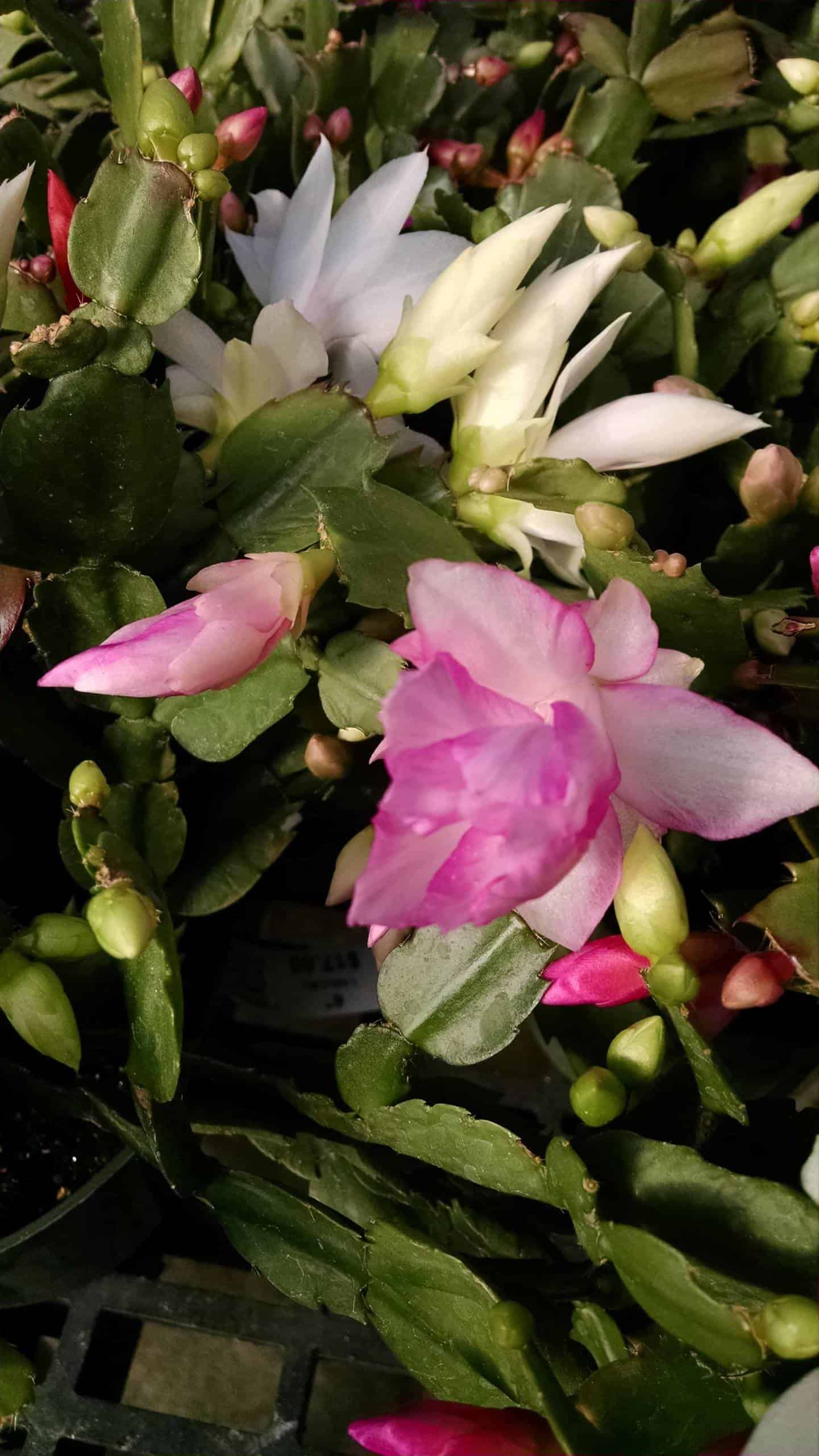 4" Christmas Cactus (Thanksgiving Cactus) - Image 3