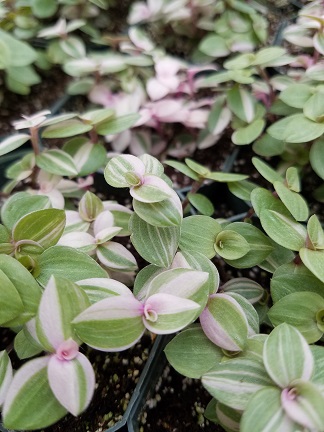 Variegated Inch Plant - Image 2