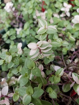 Variegated Inch Plant - Image 3