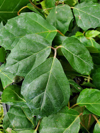 Grape Leaf Ivy