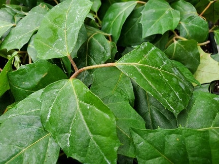 Grape Leaf Ivy - Image 2