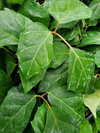 Grape Leaf Ivy - Image 3