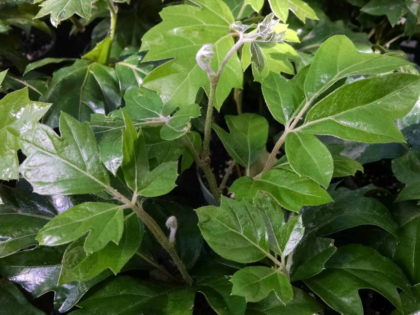 oak leaf ivy detail image