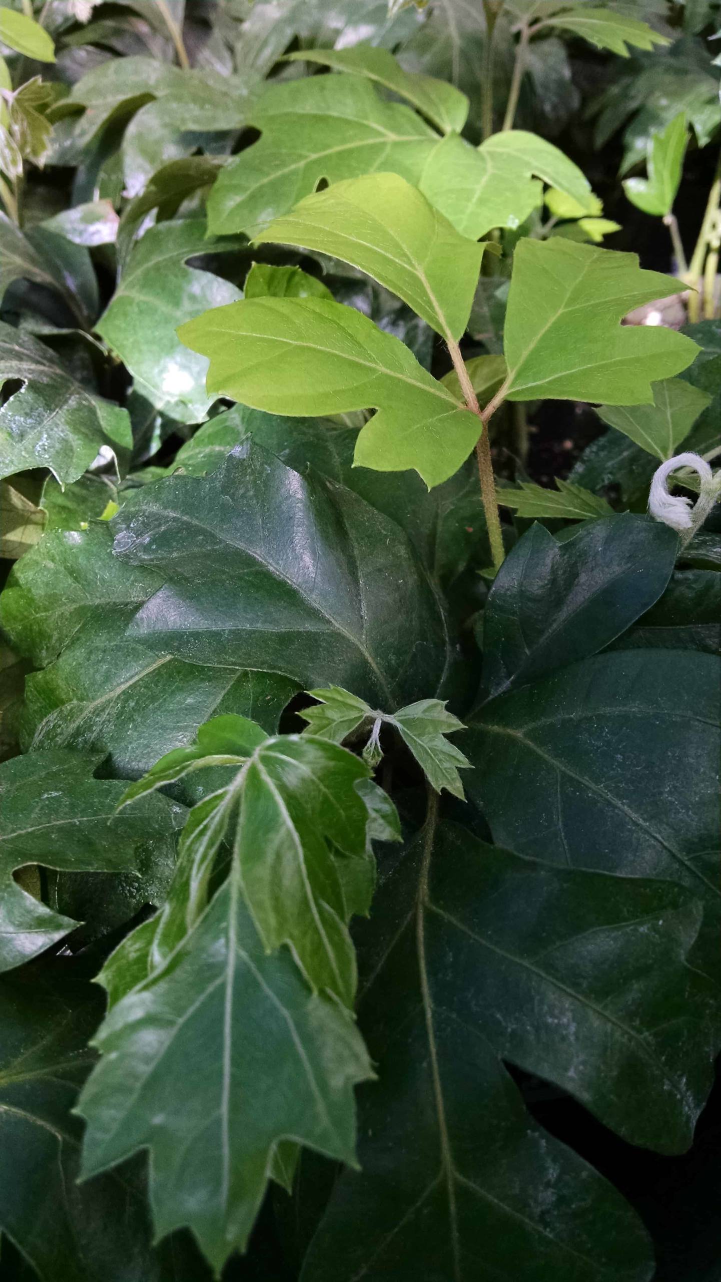 Oak Leaf Ivy - Image 2