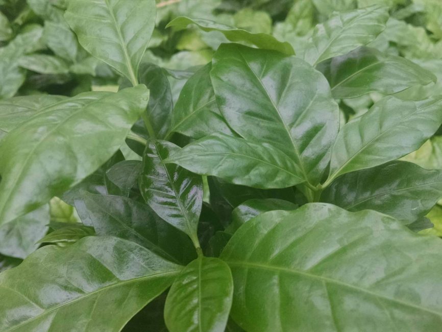 Arabica coffee plant with glossy deep green leaves by Studley Flower Gardens