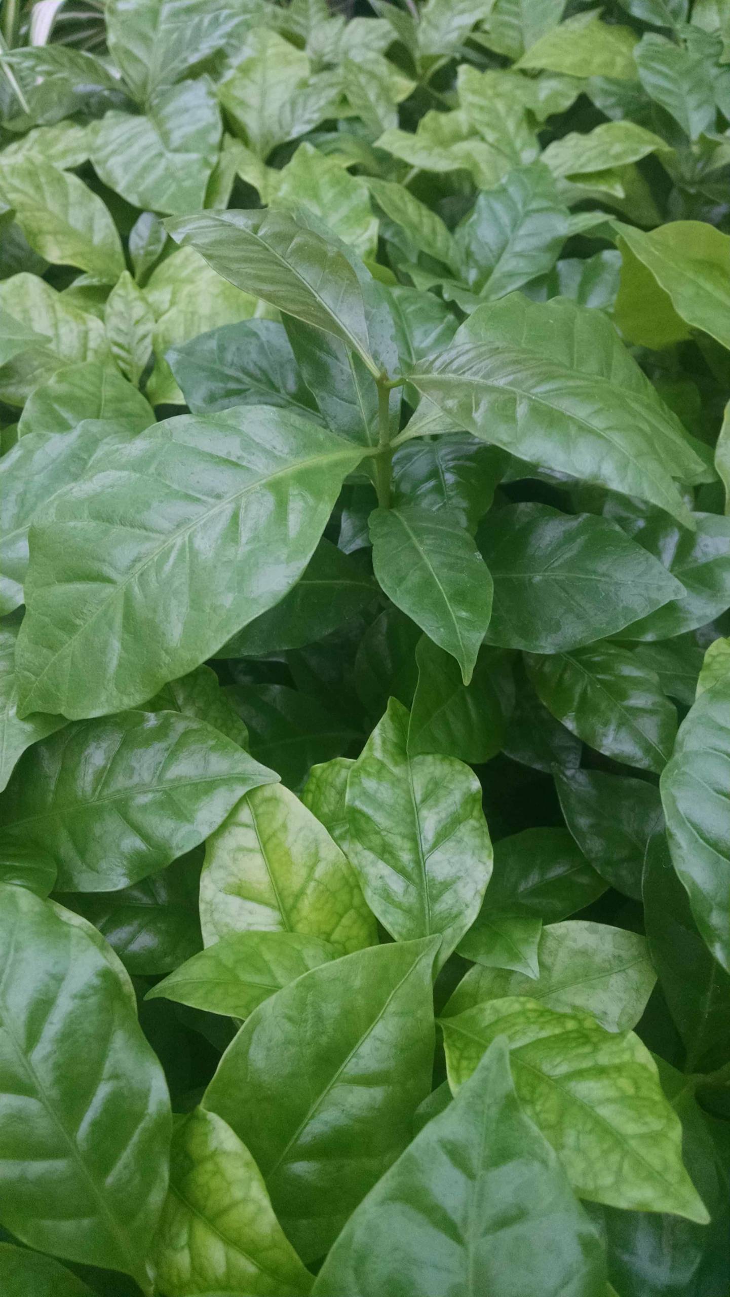 Arabica coffee plant for windowsill growing by Studley Flower Gardens