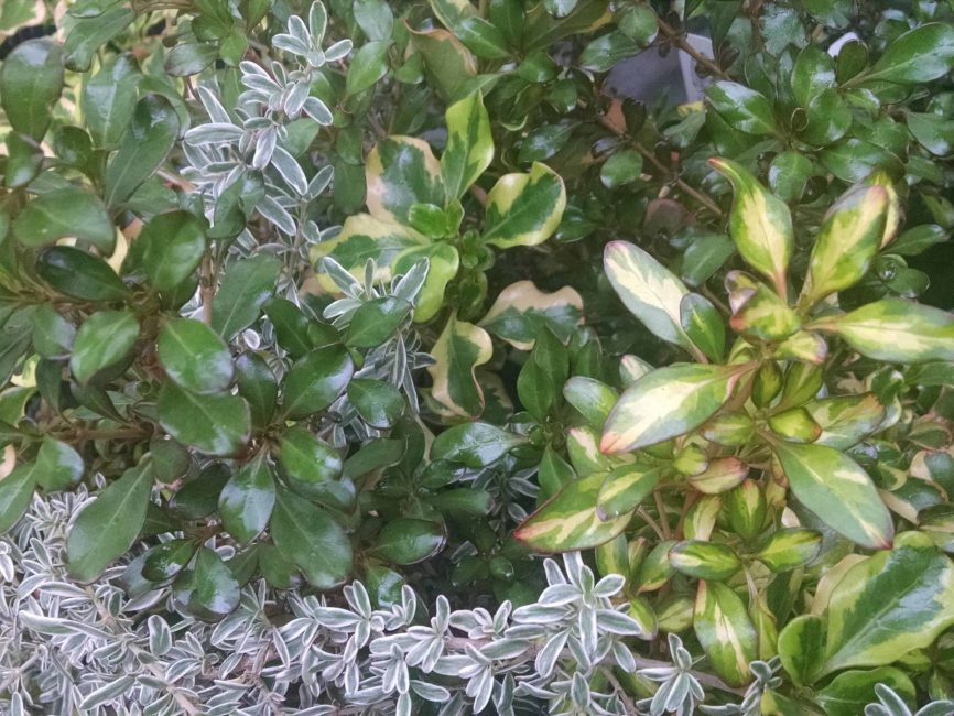coprosma collection detail image
