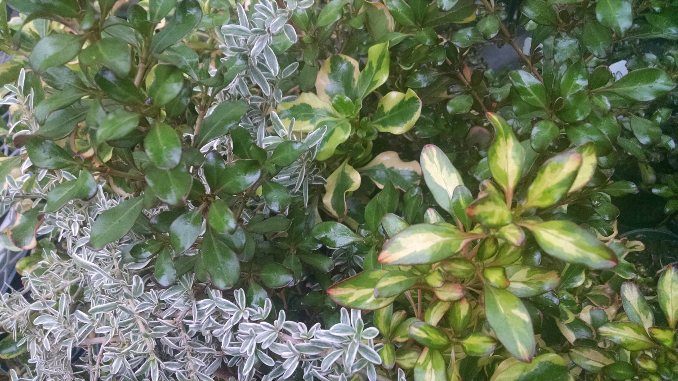 Coprosma Collection - Image 2