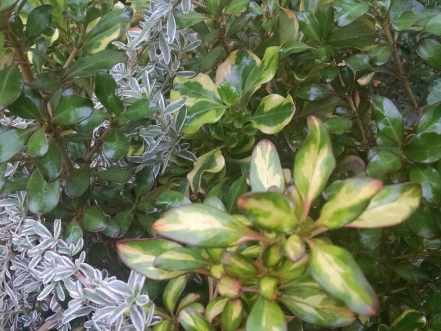 Coprosma collection scaled product image by Studley Flower Gardens