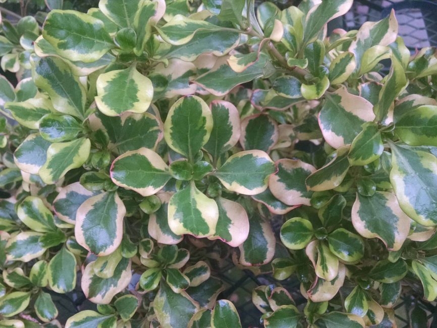 evening glow coprosma detail image