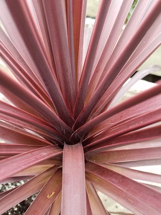 Black Knight Cordyline - Image 2