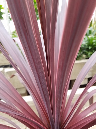 Black Knight Cordyline - Image 3