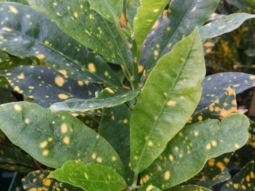 Gold Dust Croton leaves with bright yellow speckles by Studley Flower Gardens