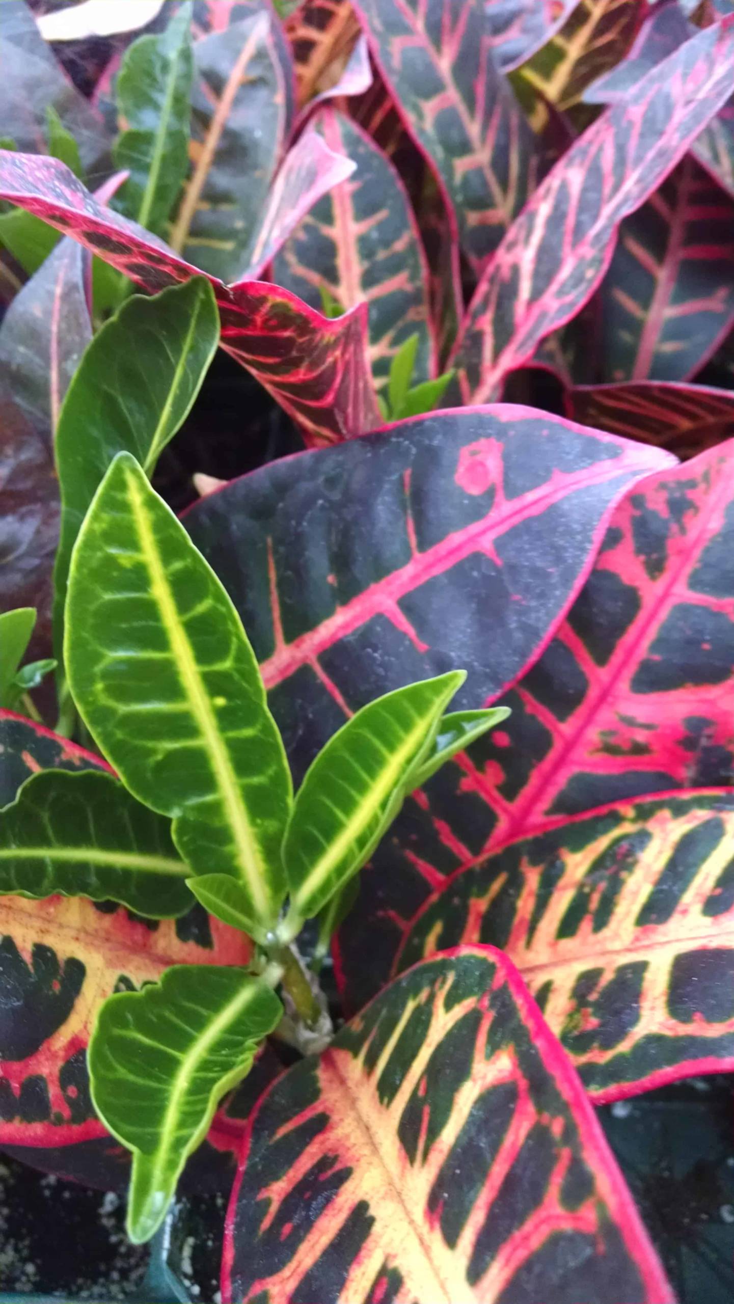 Petra Croton - Image 2