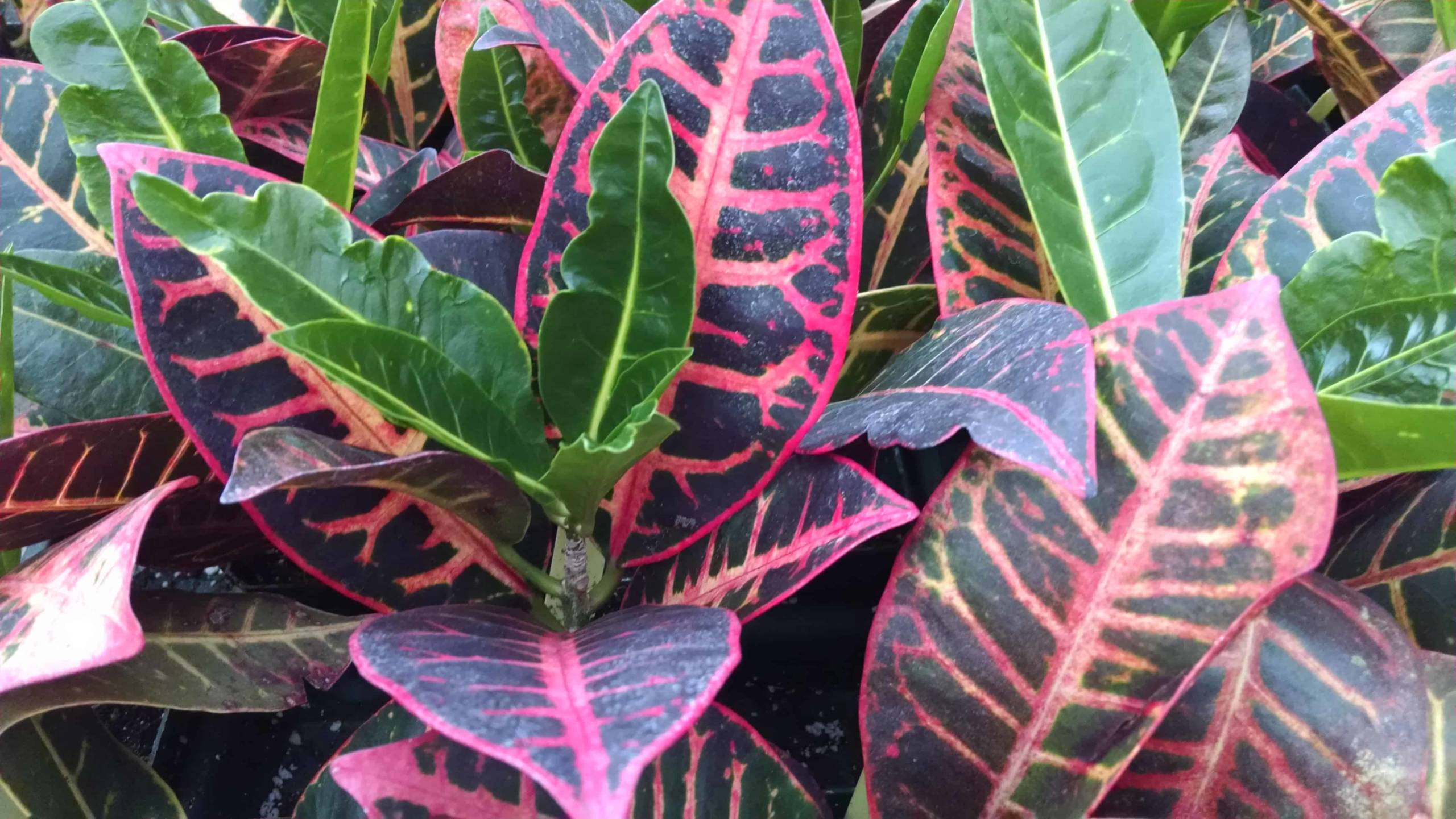 Petra Croton - Image 3