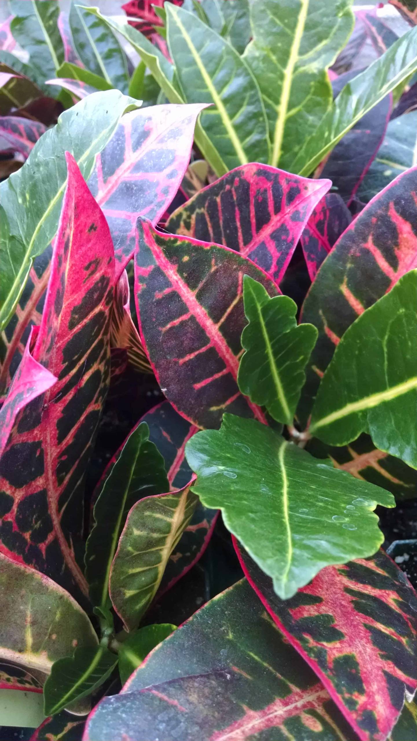 Petra Croton - Image 4