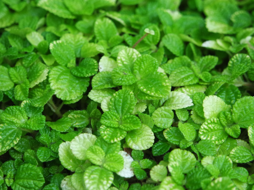Creeping Charlie Tiny Tears trailing plant with petite green leaves by Studley Flower Gardens