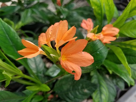 Tropic Flame Crossandra - Image 2