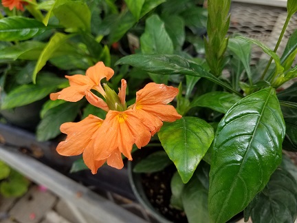 Tropic Flame Crossandra - Image 3