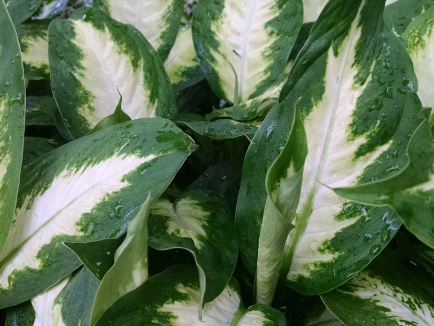 Camille Dieffenbachia with white-centered green leaves by Studley Flower Gardens