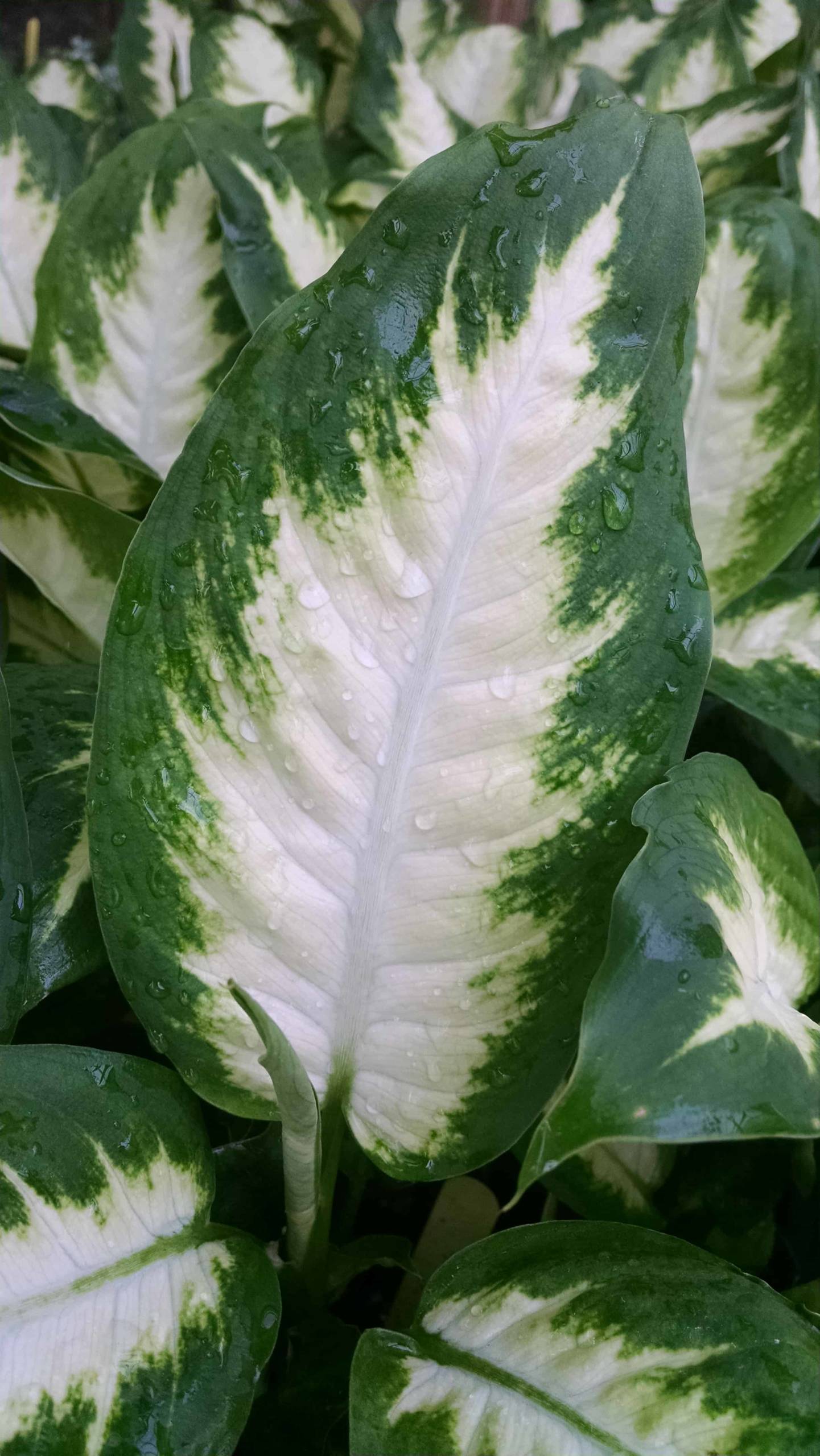 Camille Dieffenbachia - Image 2
