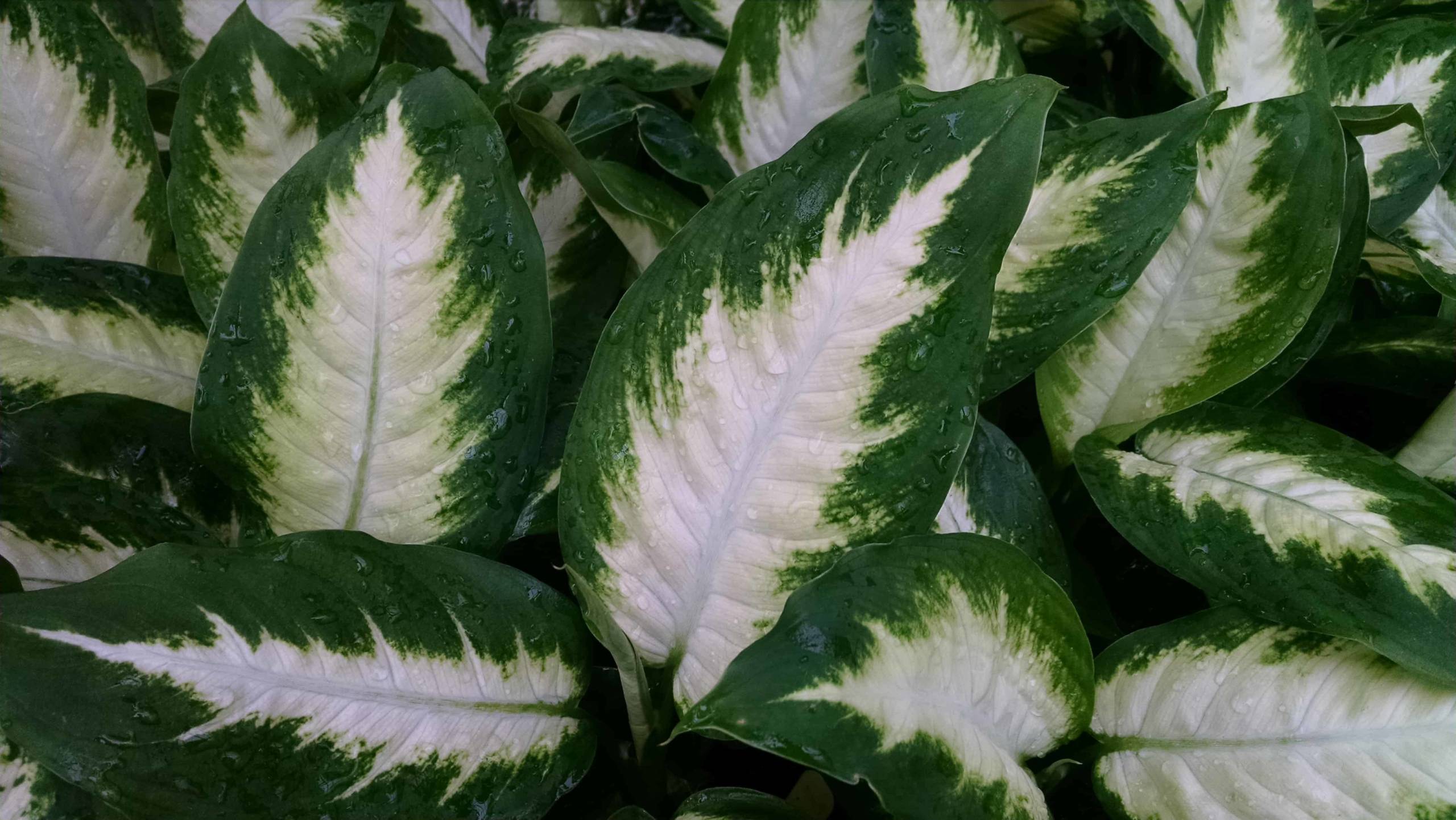 Camille Dieffenbachia - Image 3