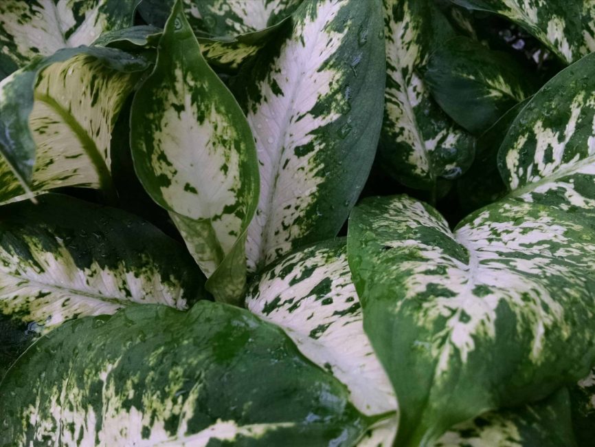 Compacta dieffenbachia with deep green and white-flecked leaves by Studley Flower Gardens