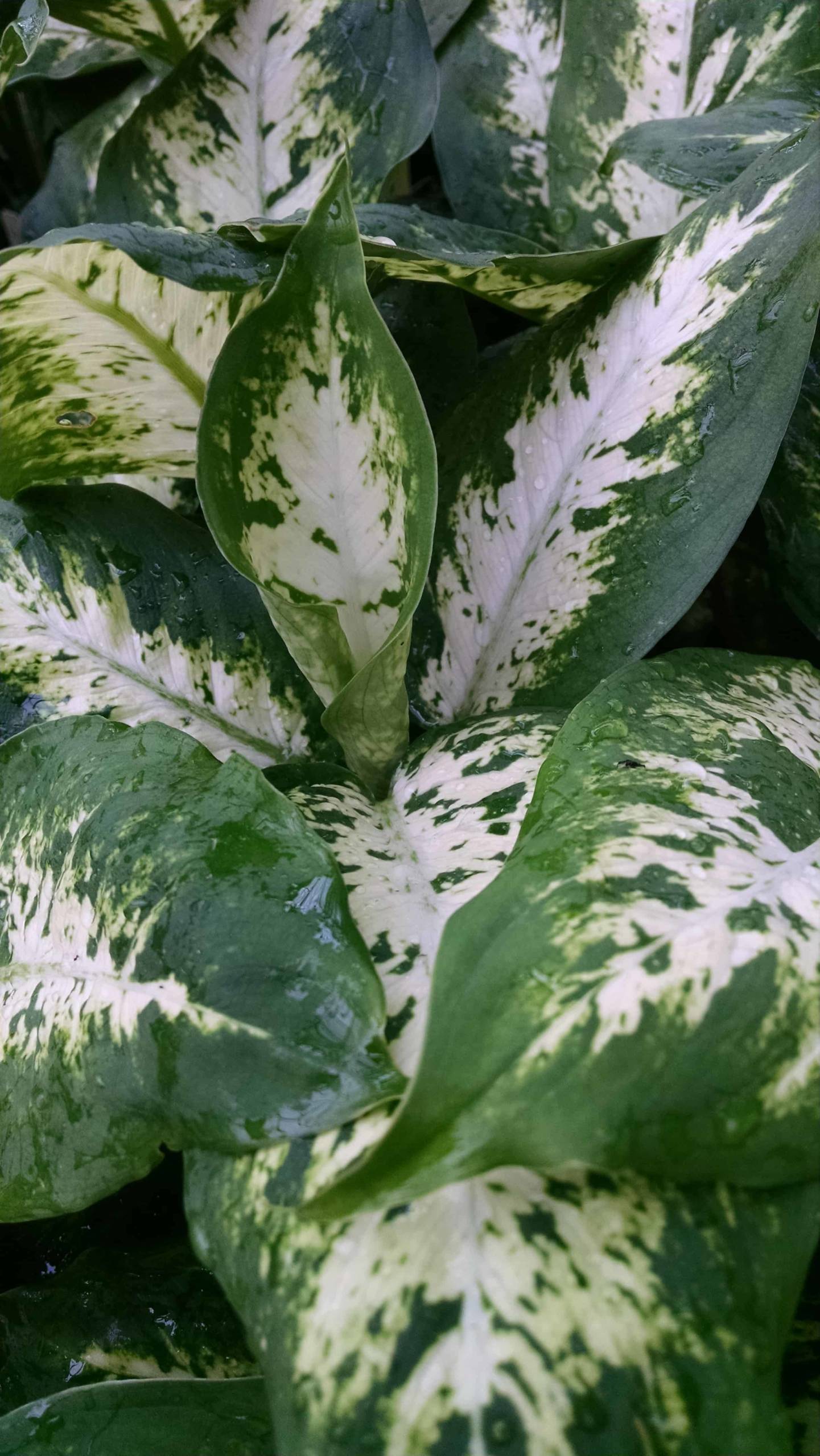 Compacta Dieffenbachia - Image 2