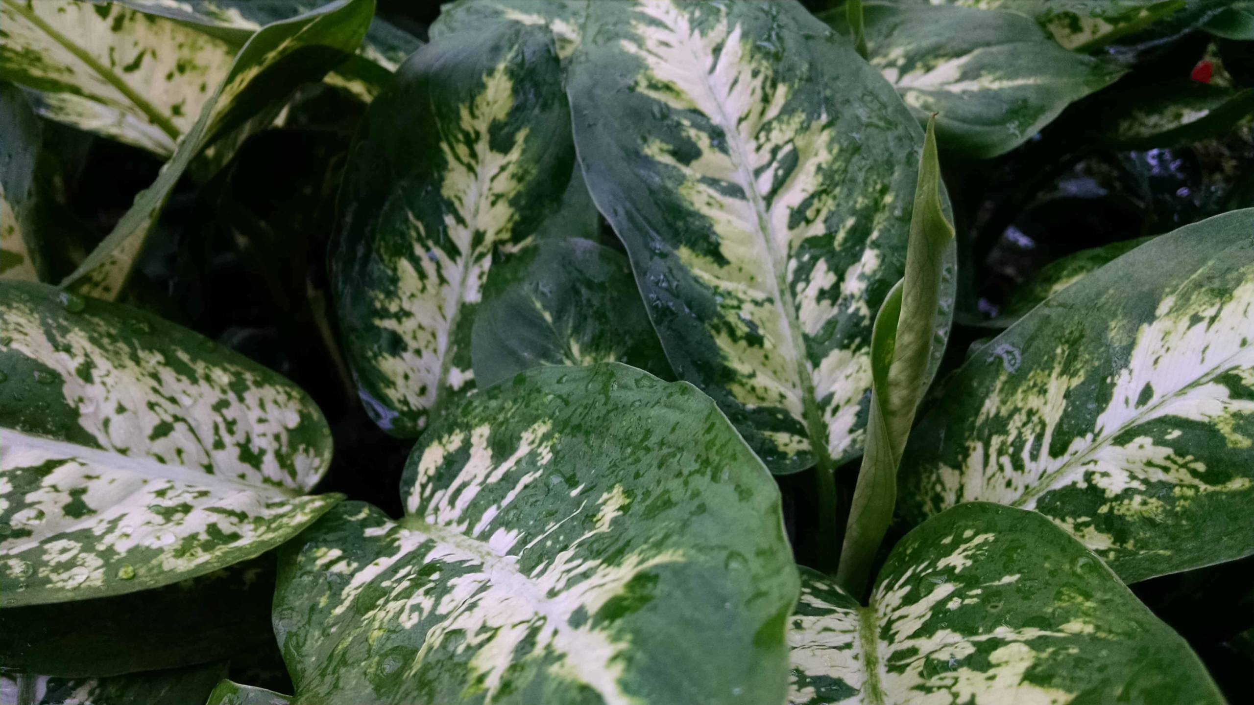 Compacta Dieffenbachia - Image 3